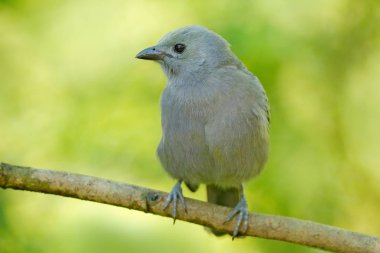 Palm Tanager yeşil orman 