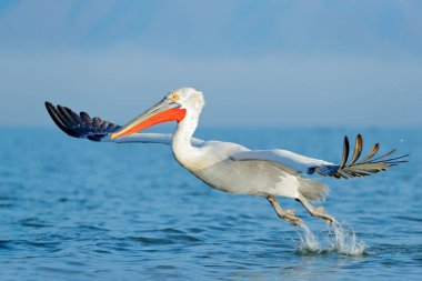 Dalmatian pelican in Lake Kerkini   clipart