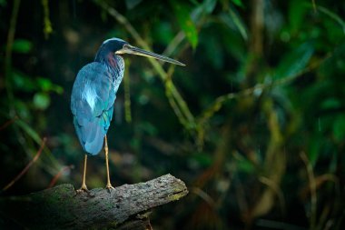 Agami heron in dark tropic forest clipart