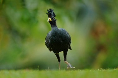 Çıplak yüzlü Curassow doğa ortamlarında