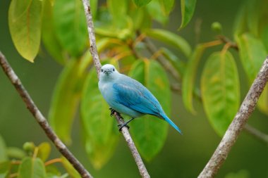 Mavi-gri tanager dalı 