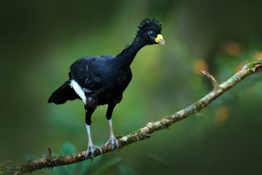 Çıplak yüzlü Curassow doğa ortamlarında