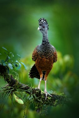 Çıplak yüzlü Curassow doğa ortamlarında