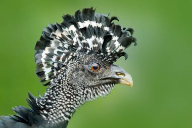 Çıplak karşı karşıya Curassow portresi