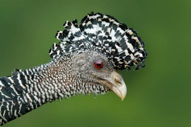 Çıplak karşı karşıya Curassow portresi