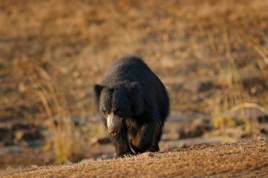 Tembel ayı Ranthambore Milli Parkı'nda