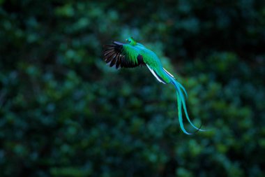 Şaşaalı Quetzal uçan 