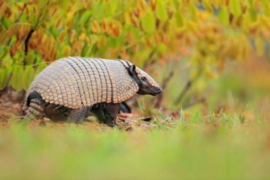 Armadillo komik portresi
