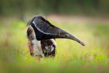 Anteater, cute animal from Brazil  clipart