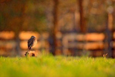 Burrowing Owl in nature habitat clipart
