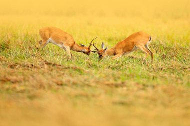 Brazil deer fighting clipart