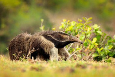 Anteater, cute animal from Brazil clipart