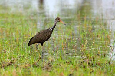 Limpkin courlan in water grass clipart