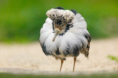 Ruff Philomachus pugnax doğa ortamlarında