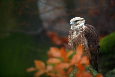 Lanner Falcon in autumn forest  clipart