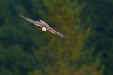 Saker falcon hunting. clipart
