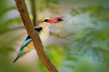 Kingfisher Chobe Ulusal Parkı'nda