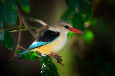 Kingfisher dalda oturuyor 