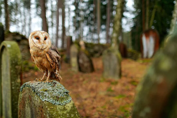Амбарная сова сидит на камне на кладбище — стоковое фото