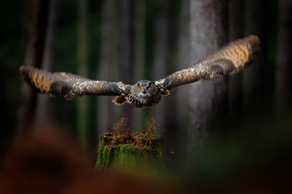 Donker bos met vogel — Stockfoto