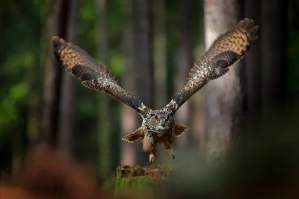 Vliegende Euraziatische oehoe — Stockfoto