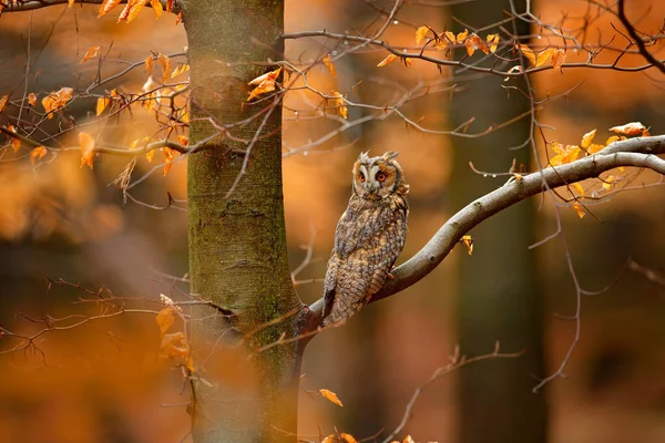 Hibou des marais aux feuilles orange — Photo