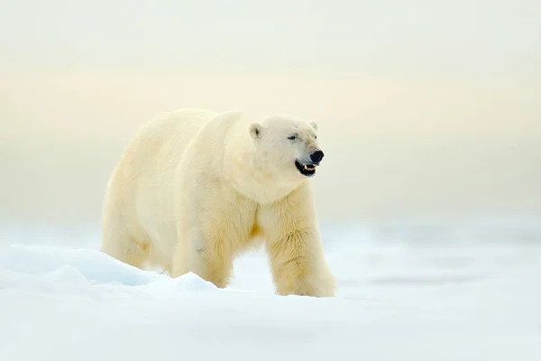 Белый медведь на льду со снегом — стоковое фото