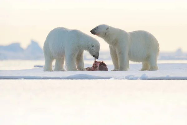 Dos osos polares con sello muerto — Foto de Stock