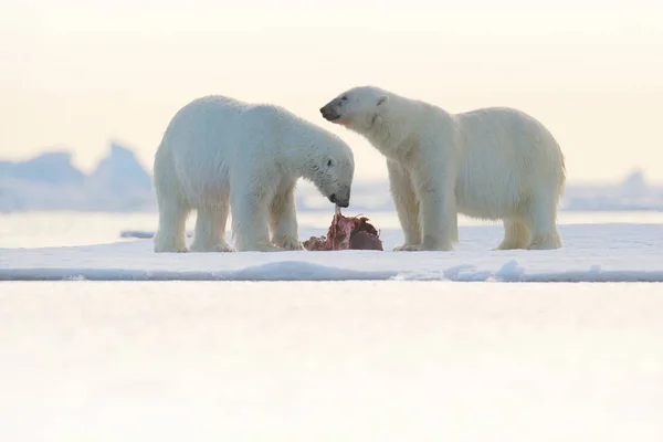 Two polar bears with dead seal