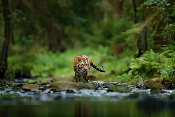 Amur tiger walking in river 