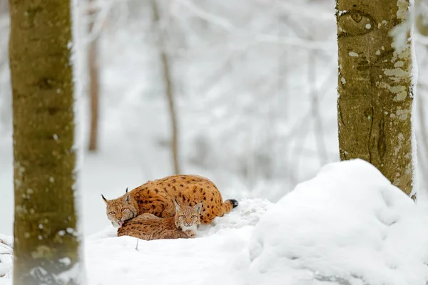 Lynxes in snow fores — Stock Photo, Image