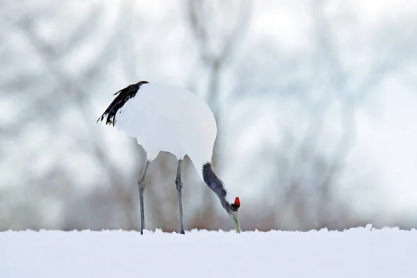 Guindaste de coroa vermelha no prado nevado — Fotografia de Stock