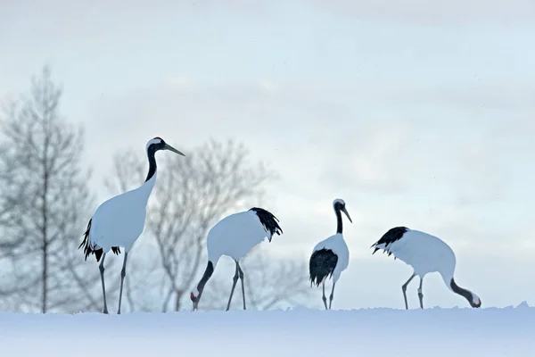 Grúas coronadas rojas en prado nevado —  Fotos de Stock