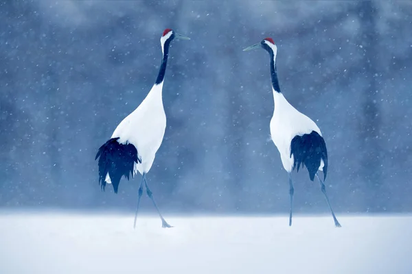 Dancing pair of Red-crowned cranes — Stock Photo, Image