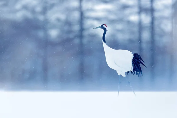 Red-crowned crane on snowy meadow — Stock Photo, Image