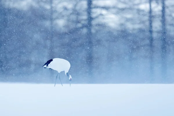 丹顶鹤在雪草甸 — 图库照片