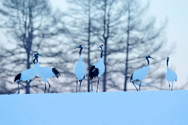 Snowfall Red-crowned cranes in snow meadow — Stock Photo, Image