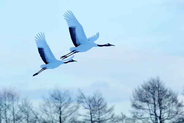 Grues à couronne rouge volant — Photo