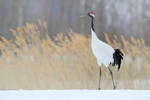Burung bangau bermahkota merah di padang rumput salju — Stok Foto