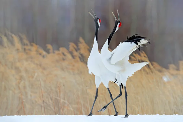 Rödkronad tranorna dansar på ängen — Stockfoto