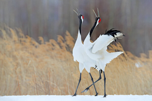 Red-crowned cranes dancing on meadow