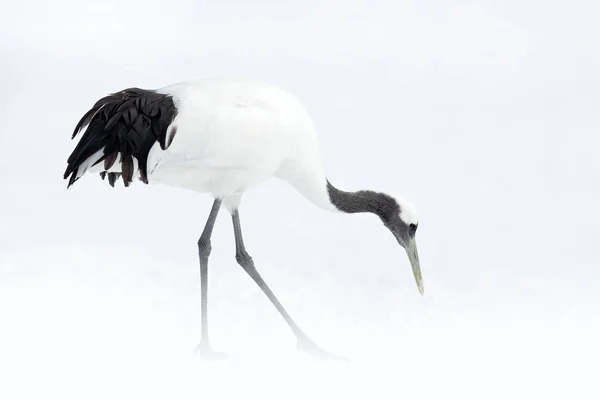 Red-crowned crane on snow meadow — Stock Photo, Image