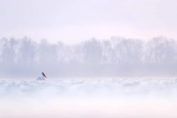 Hideg ködös nap, a pelikán, a víz — Stock Fotó