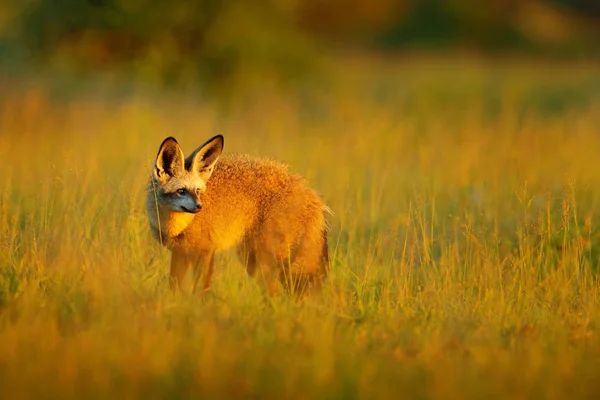 Рыжеухая лиса из Африки — стоковое фото