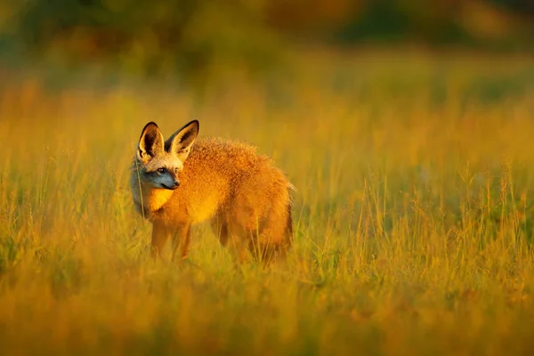 Grootoorvos van Afrika — Stockfoto