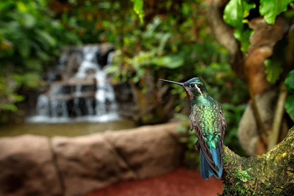 Pájaro con cascada forestal —  Fotos de Stock