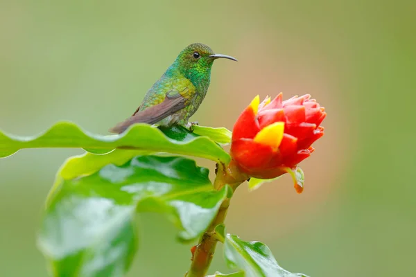 Hummingbird in nature habitat