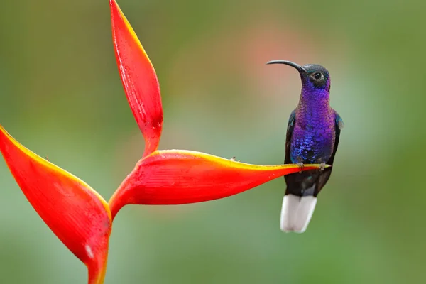 Pássaro tropical com flor vermelha — Fotografia de Stock