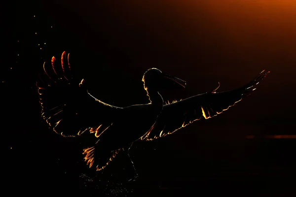 Pássaro volta silhueta de noite leve, natureza de Europa. Pássaro em voo com mosca — Fotografia de Stock