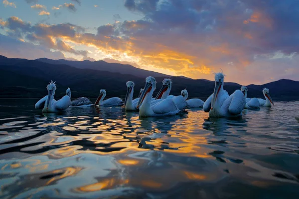 Далматин Пелікани в озеро Керкіні — стокове фото
